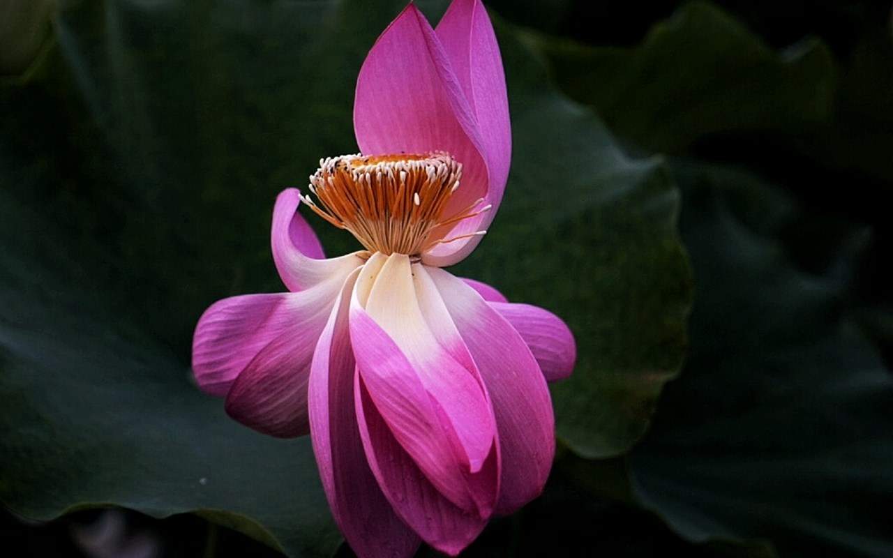 荷花图片图片