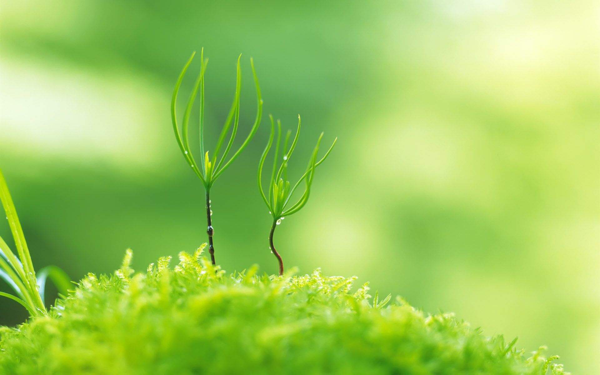 绿色养眼植物嫩芽高清桌面壁纸图片