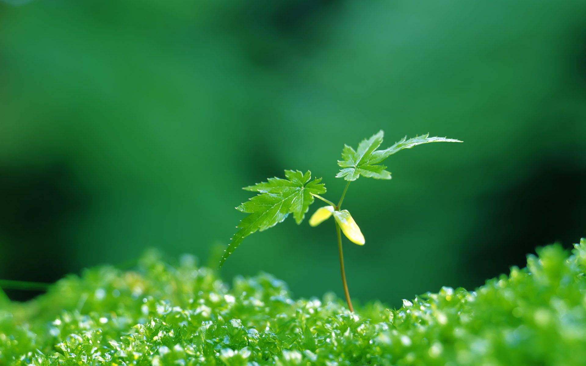 绿色养眼植物嫩芽高清桌面壁纸图片