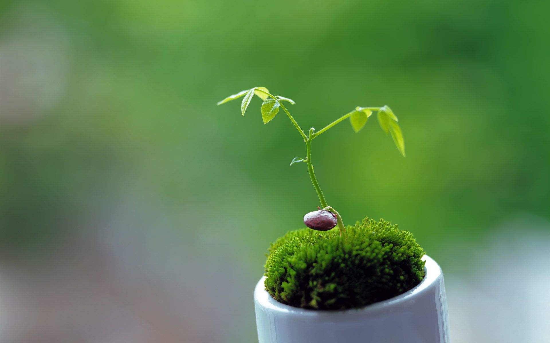 绿色养眼植物嫩芽高清桌面壁纸图片