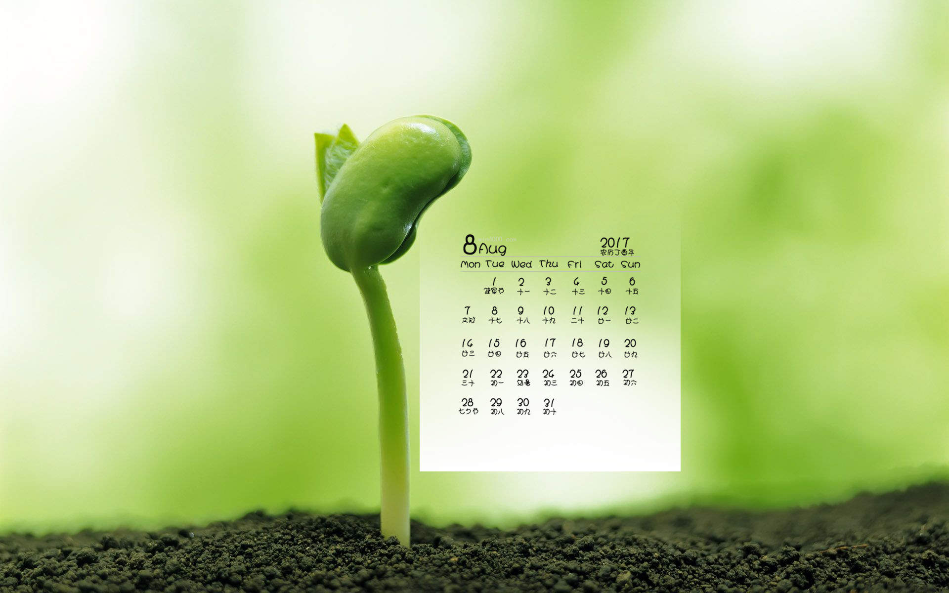 小清新植物嫩芽图片桌面壁纸图片