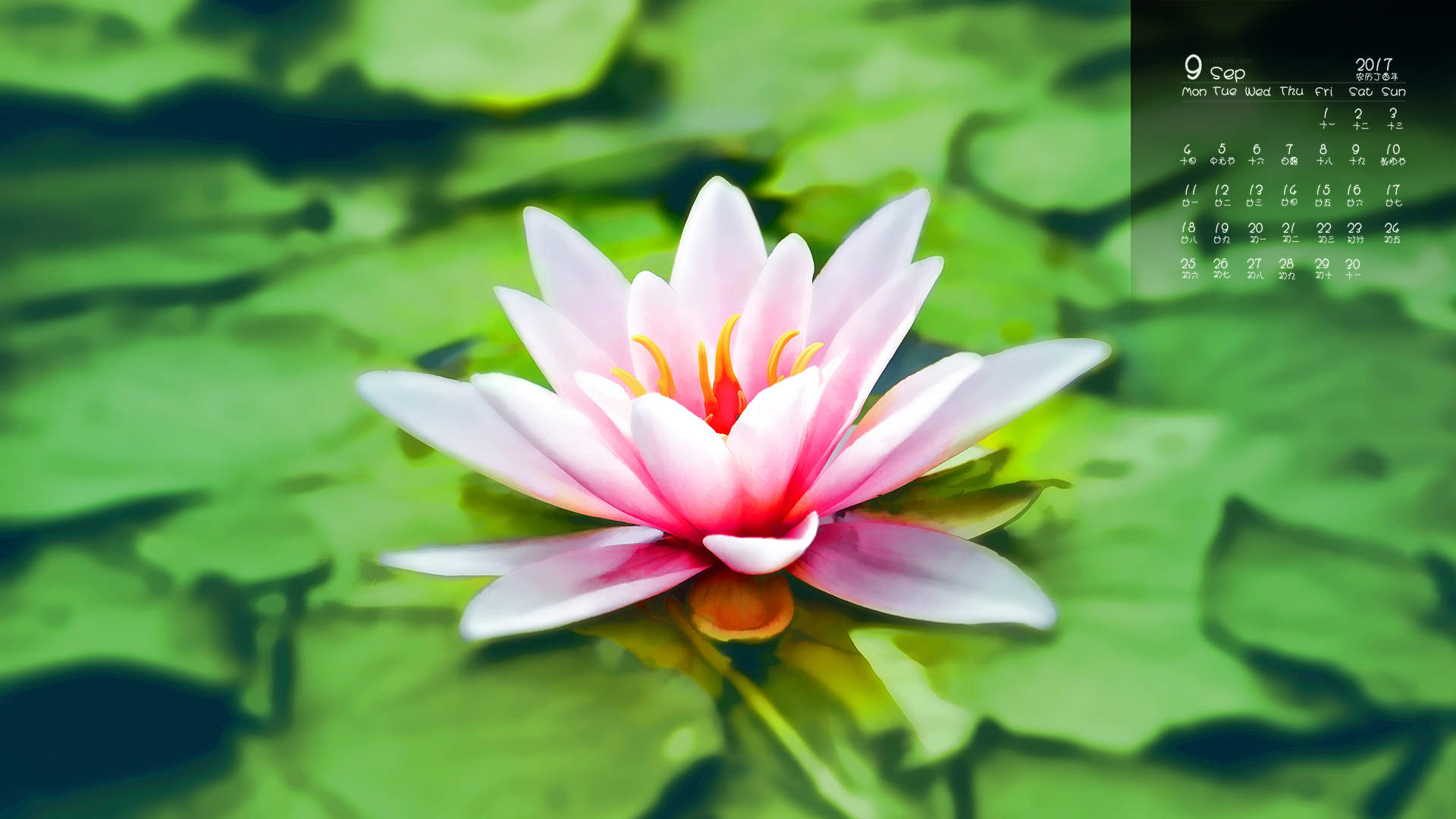 睡莲图片图片