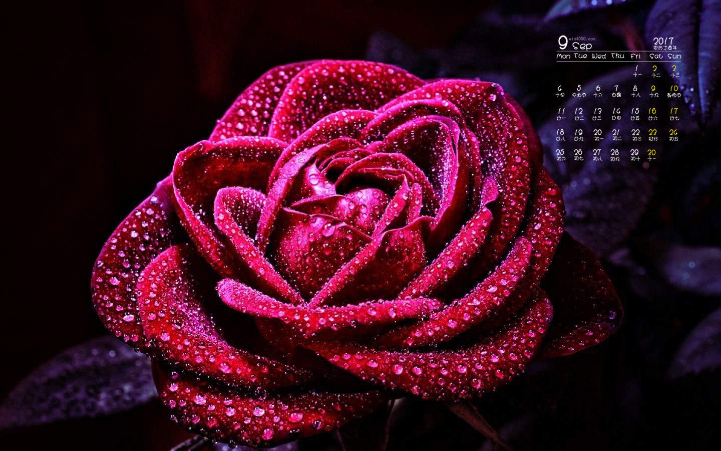 七夕节浪漫玫瑰花唯美高清桌面壁纸图片
