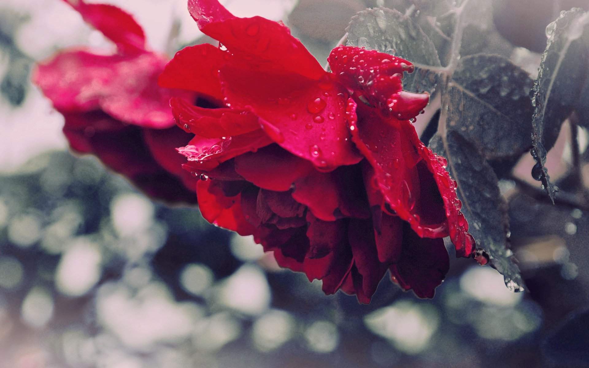 粉嫩清新的玫瑰花高清图片手机壁纸图片