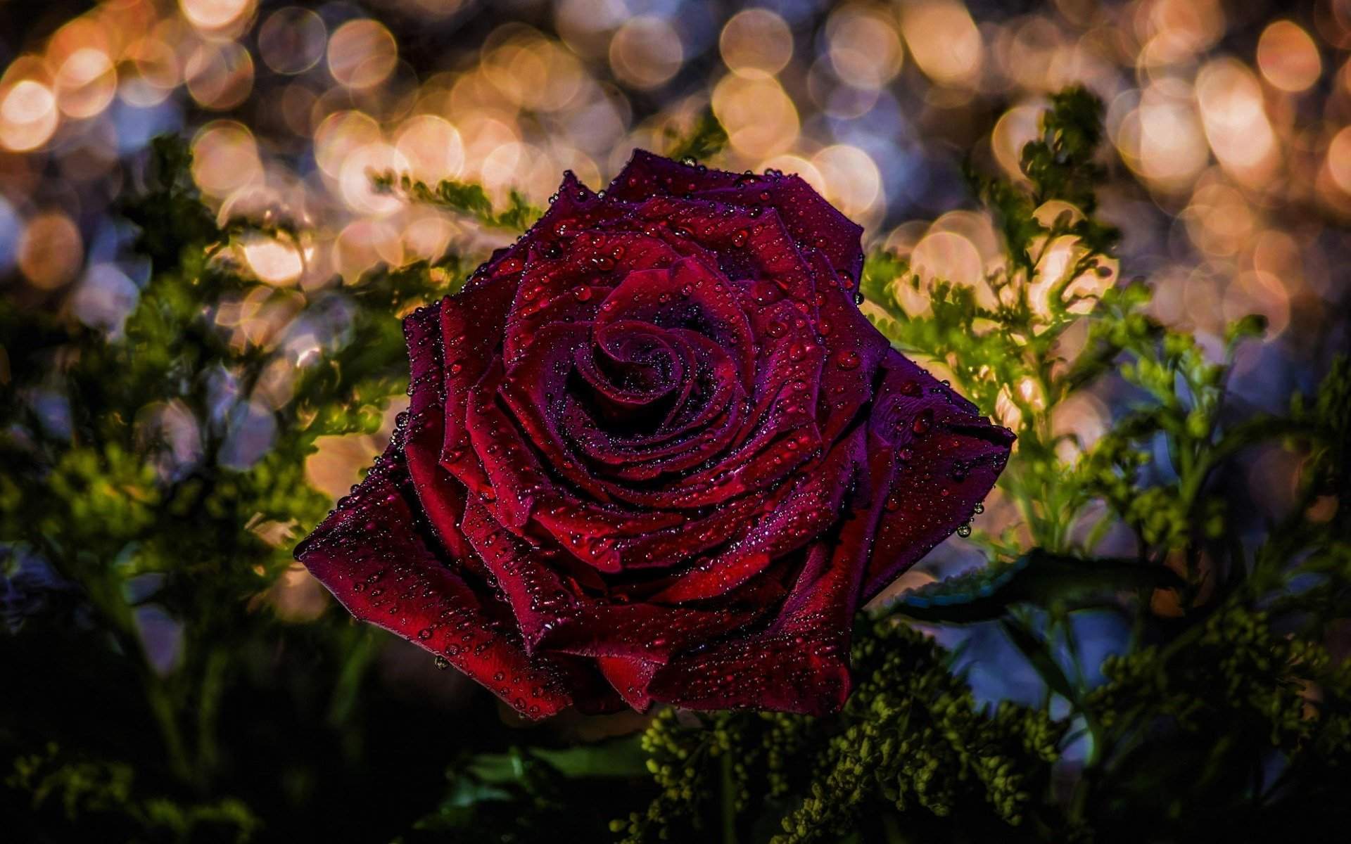 七夕节浪漫玫瑰花唯美高清桌面壁纸图片