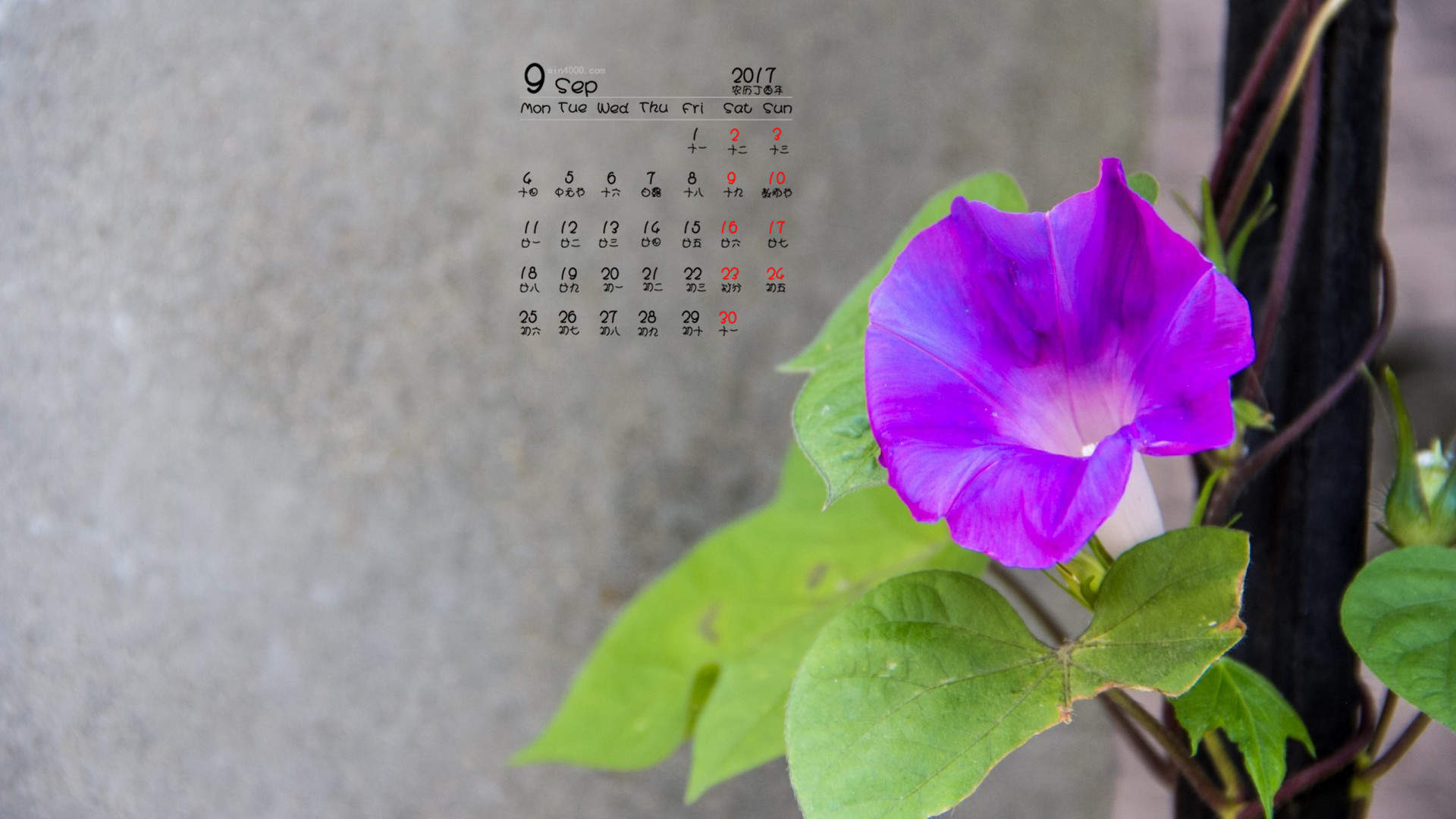 牵牛花图片