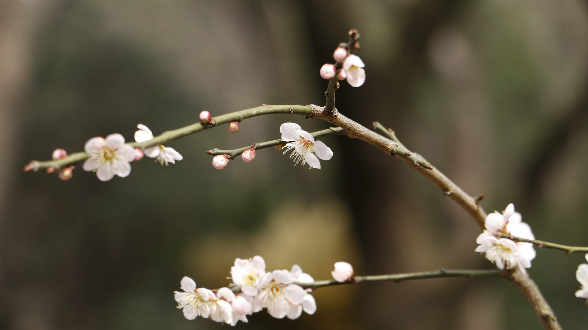阳春三月绽放的梅花 高清梅花摄影图片欣赏图片