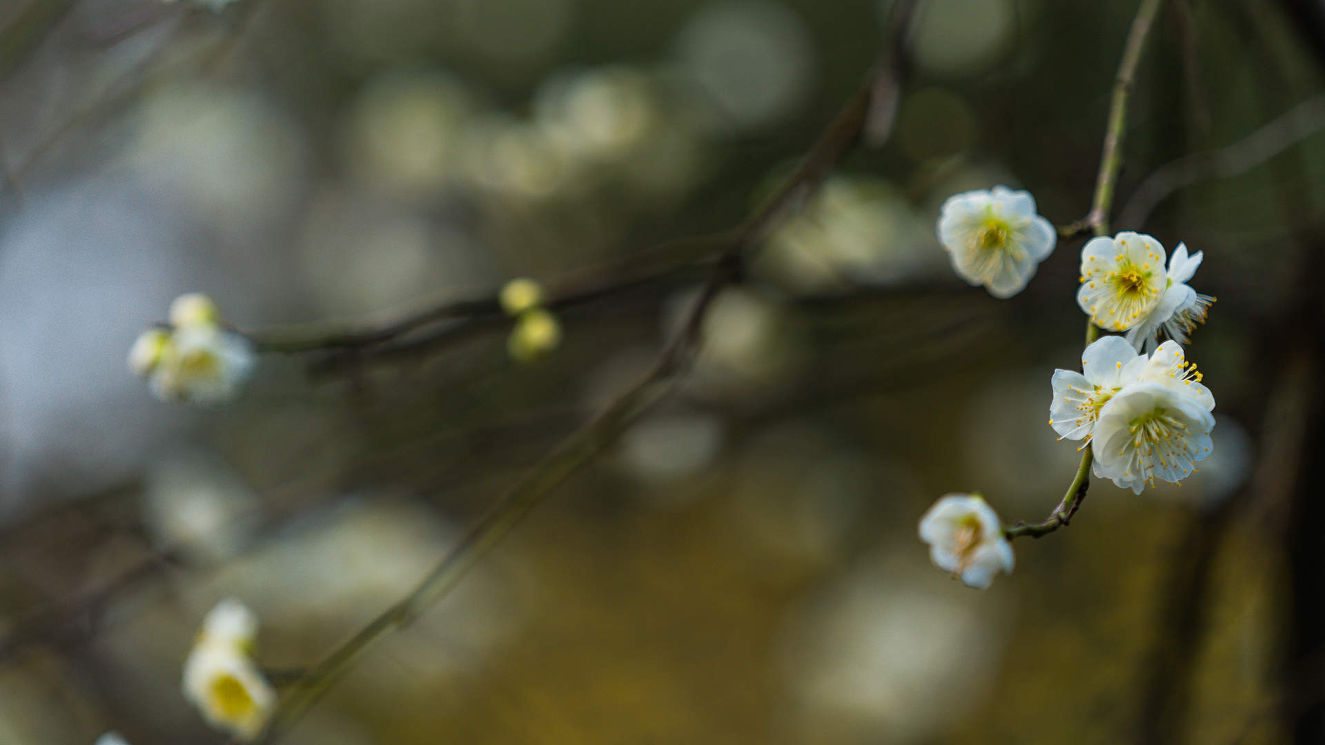 梅花图片