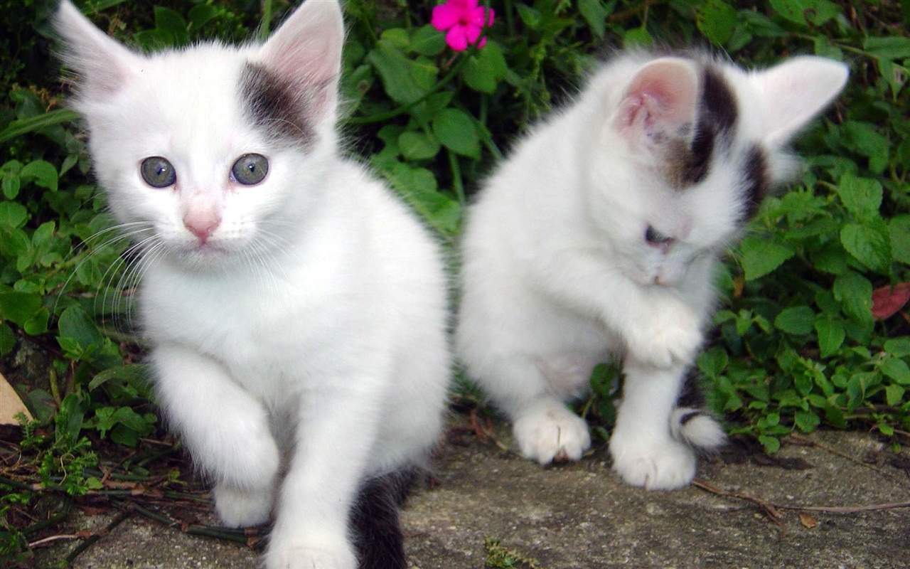 高清超可爱萌宠小奶猫高清电脑桌面壁纸(三)图片