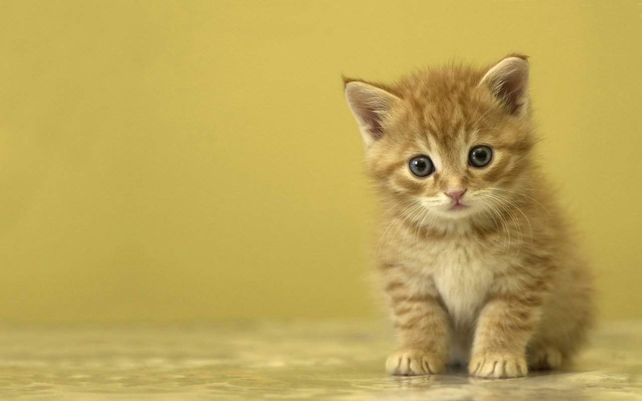 高清超可爱萌宠小奶猫图片高清电脑壁纸图片