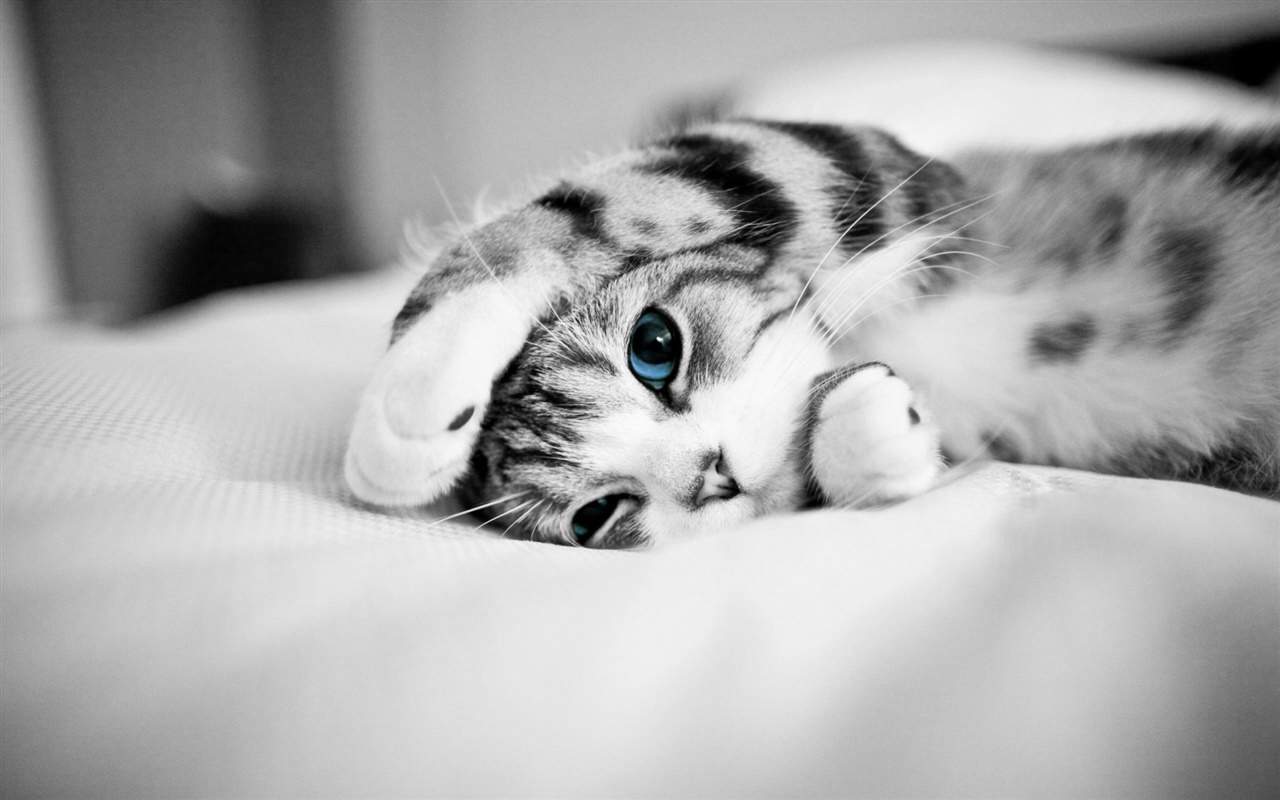 高清超可爱萌宠小奶猫图片高清电脑壁纸图片