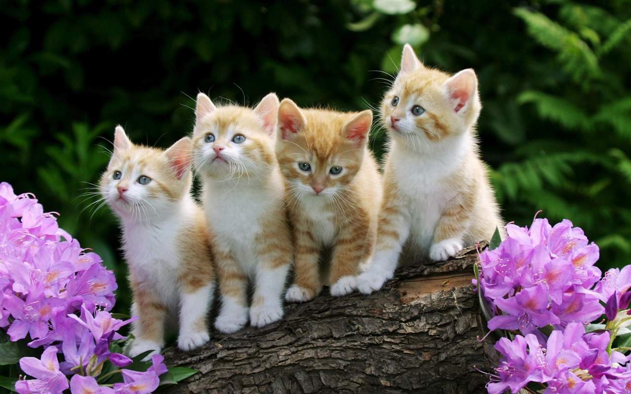 高清超可爱萌宠小奶猫图片高清电脑壁纸图片