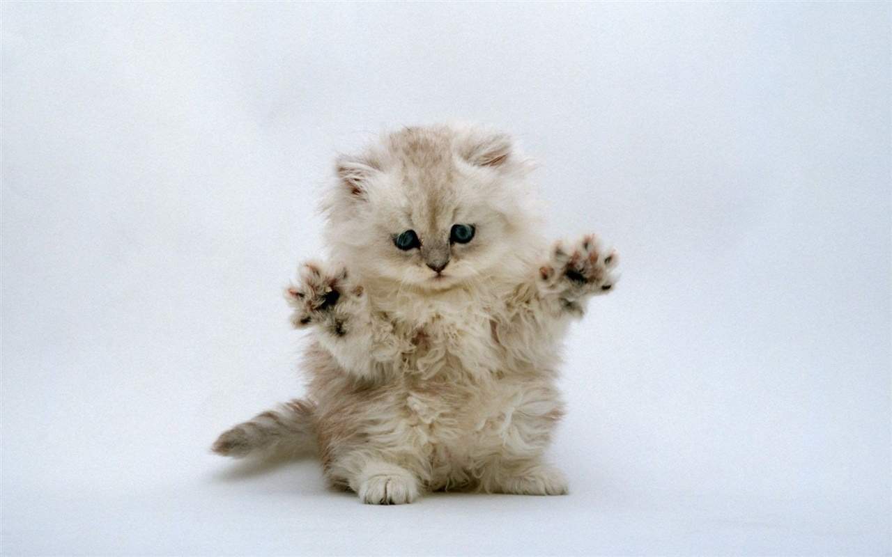 高清超可爱萌宠小奶猫图片高清电脑壁纸图片