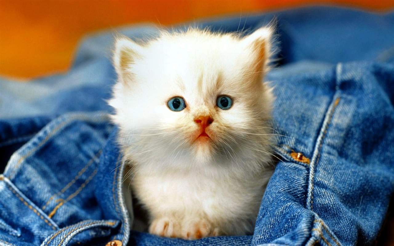高清超可爱萌宠小奶猫图片高清电脑壁纸图片