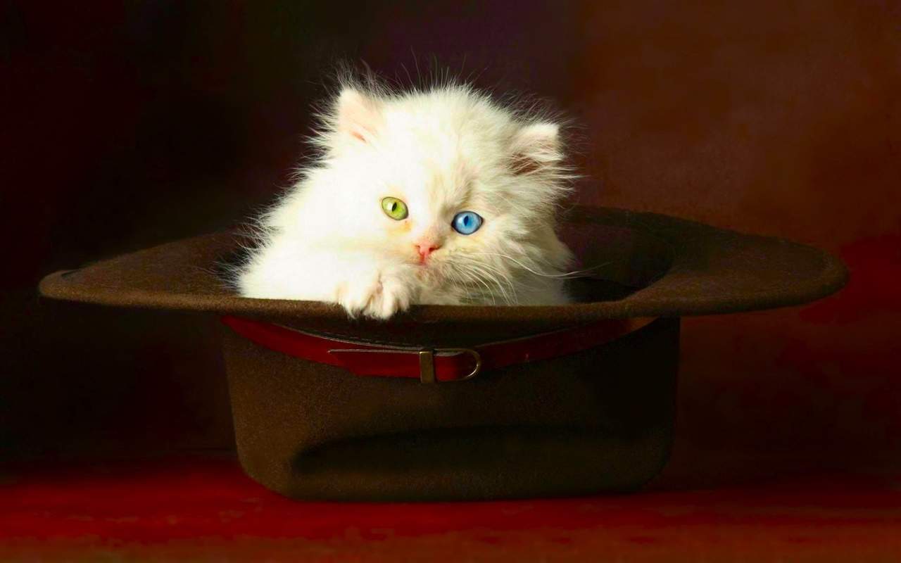 高清超可爱萌宠小奶猫电脑桌面壁纸图片