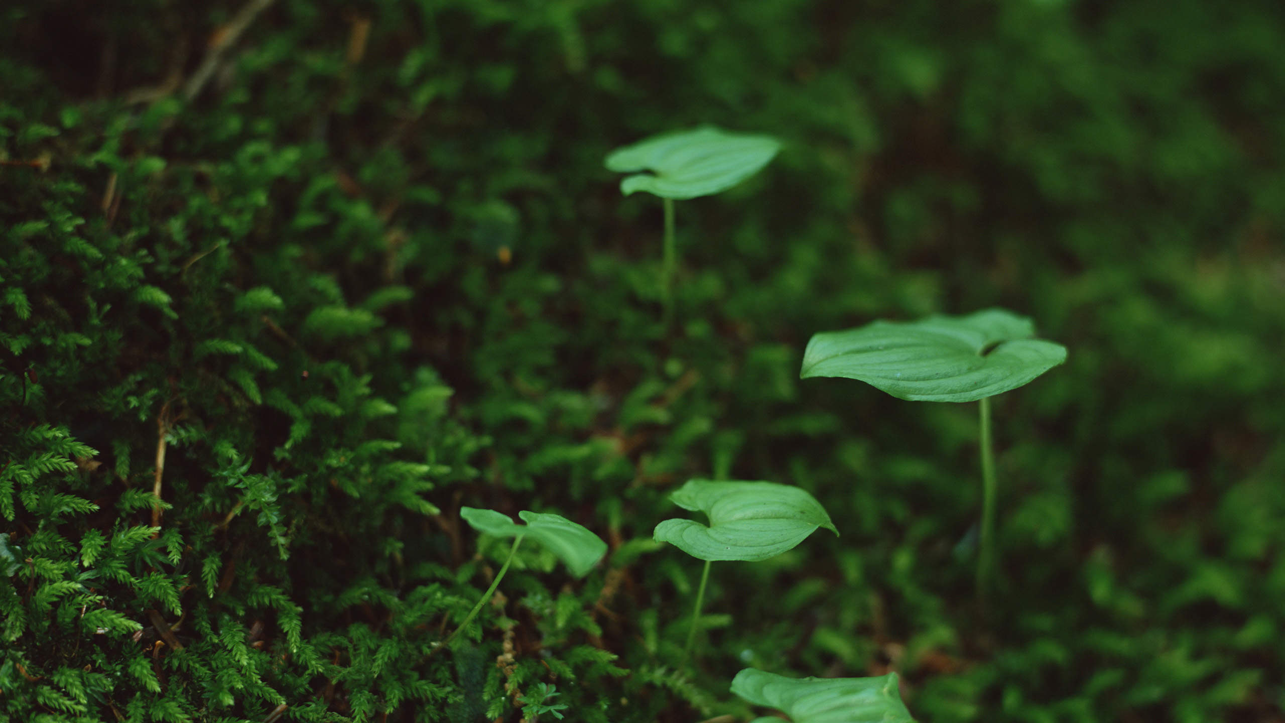 小清新植物嫩芽图片桌面壁纸图片
