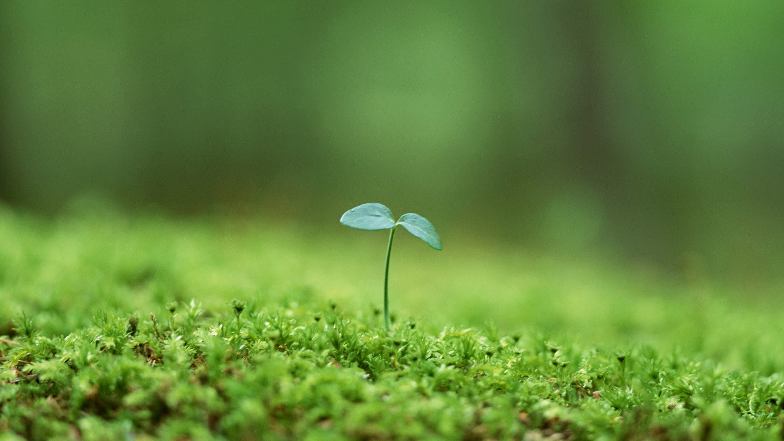 小清新植物嫩芽图片桌面壁纸图片