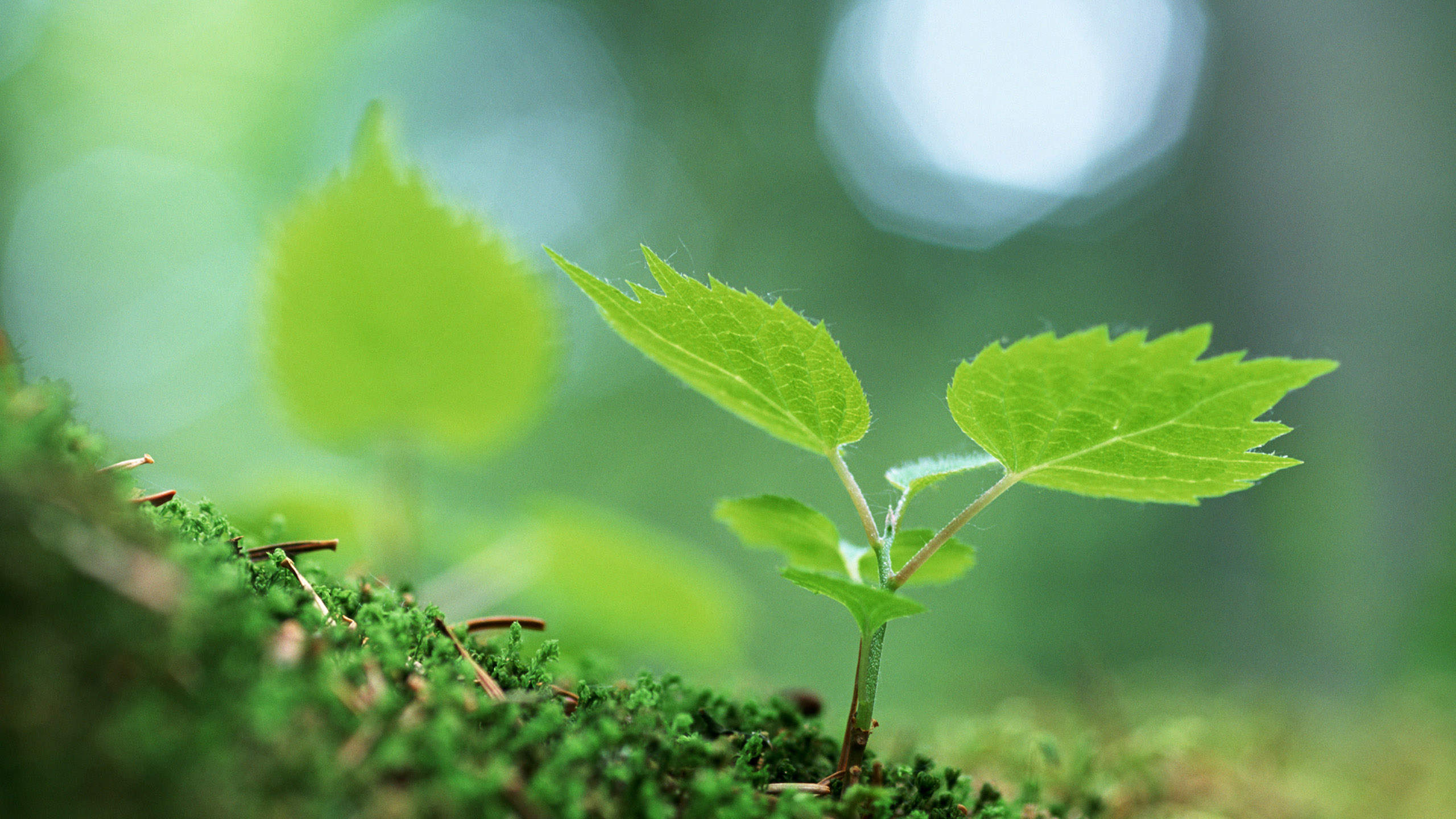 小清新植物嫩芽图片桌面壁纸图片