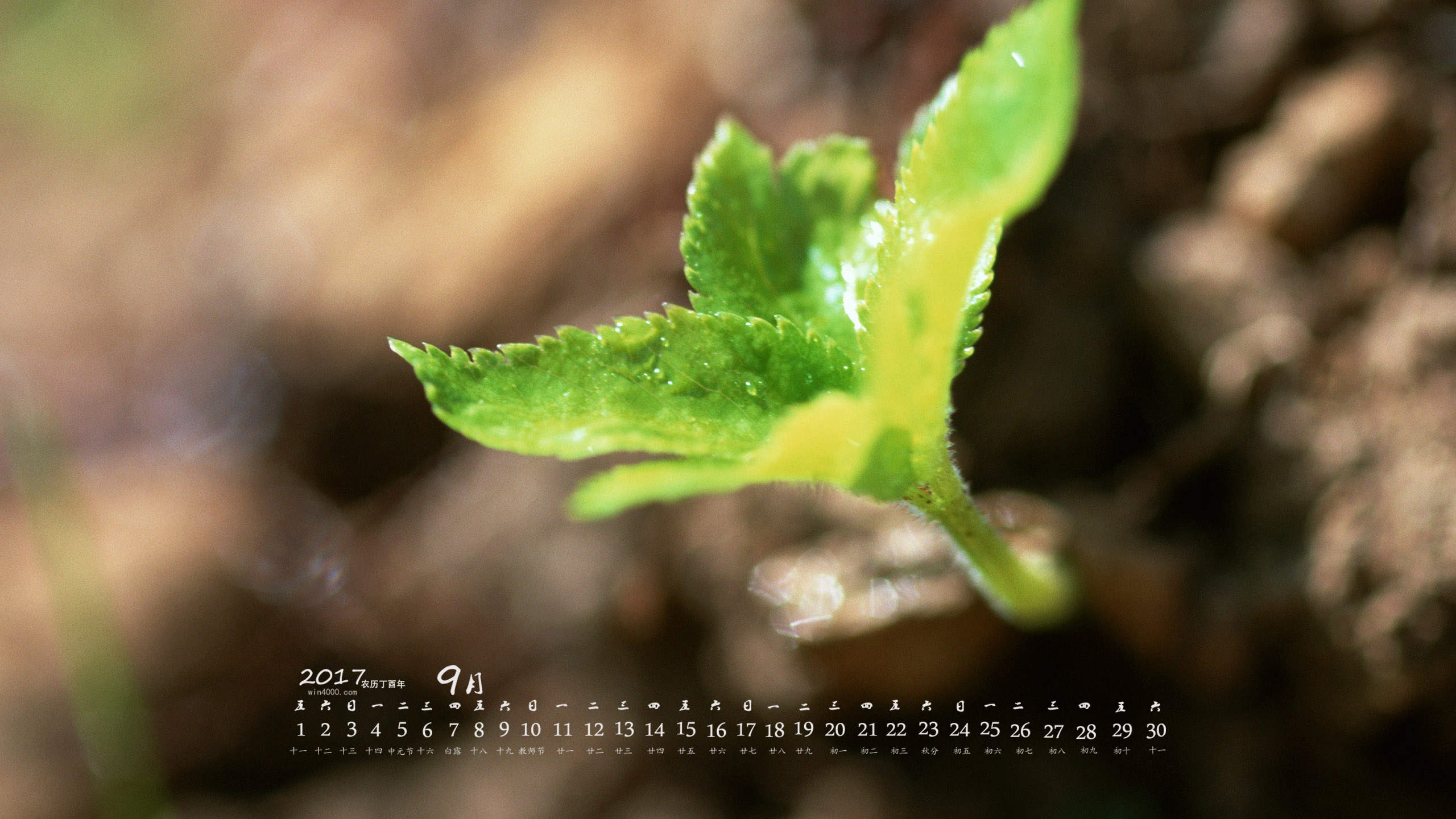 绿色养眼植物嫩芽高清桌面壁纸图片