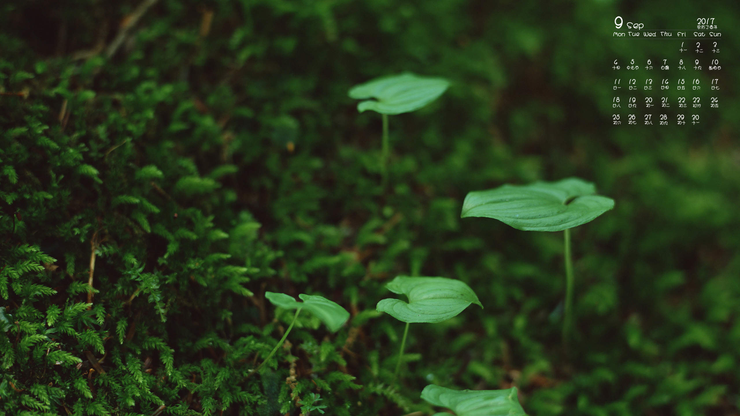 小清新植物嫩芽图片桌面壁纸图片