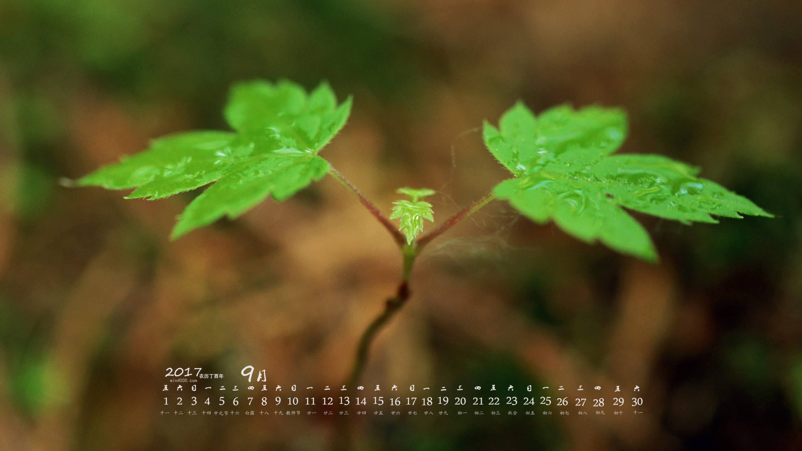 小清新植物嫩芽图片桌面壁纸图片