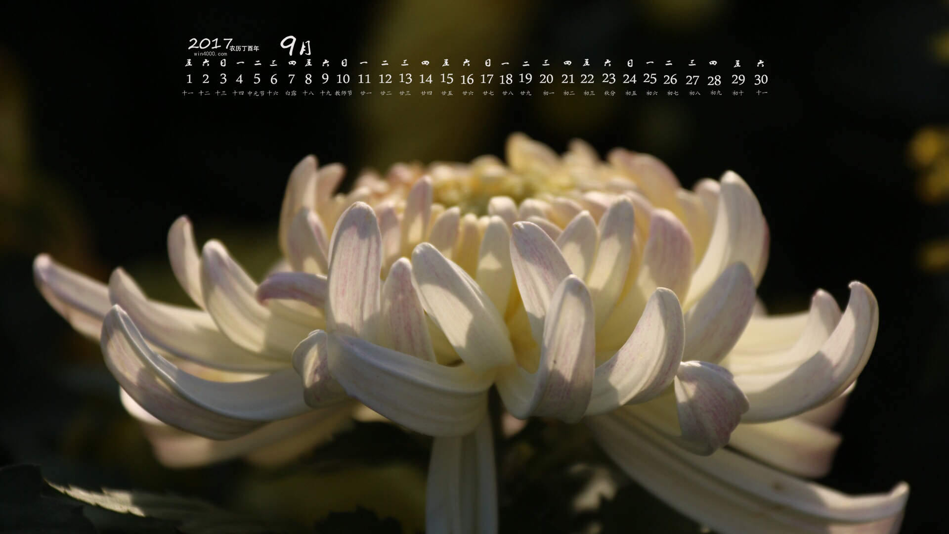 2017年9月秋日盛开的菊花高清日历壁纸图片