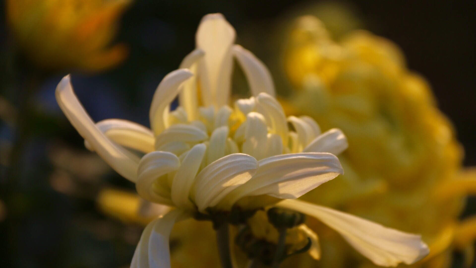 菊花图片