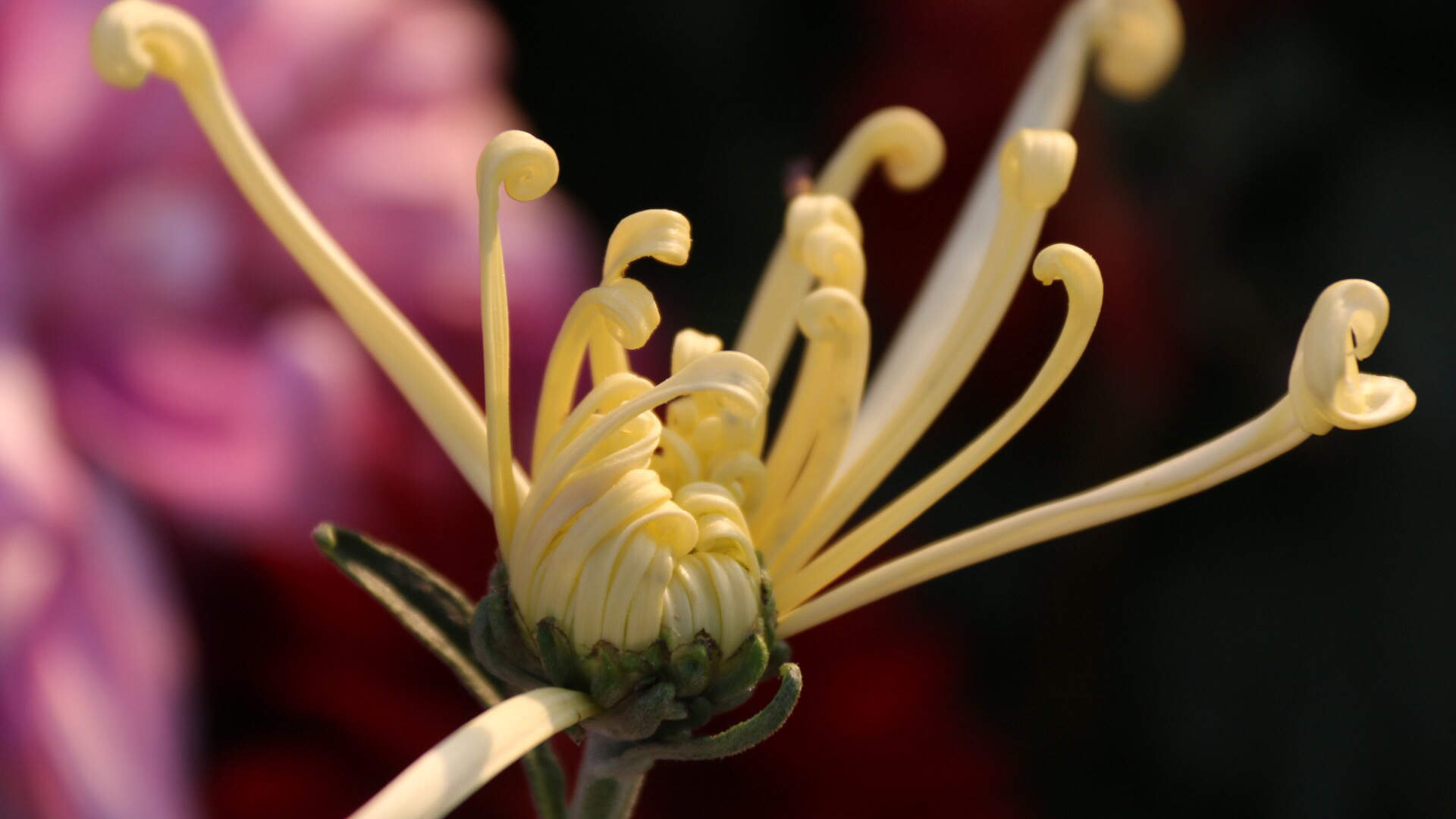 清新唯美菊花电脑桌面壁纸图片