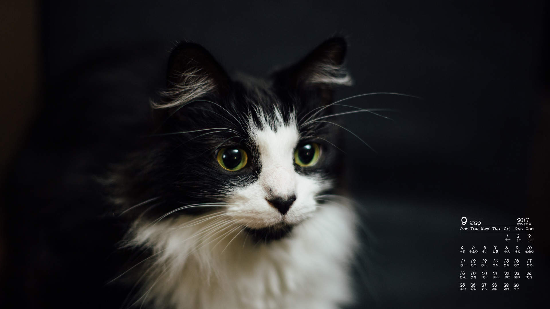 可爱黑猫高清动物图片合集宽屏电脑桌面壁纸下载第一辑图片