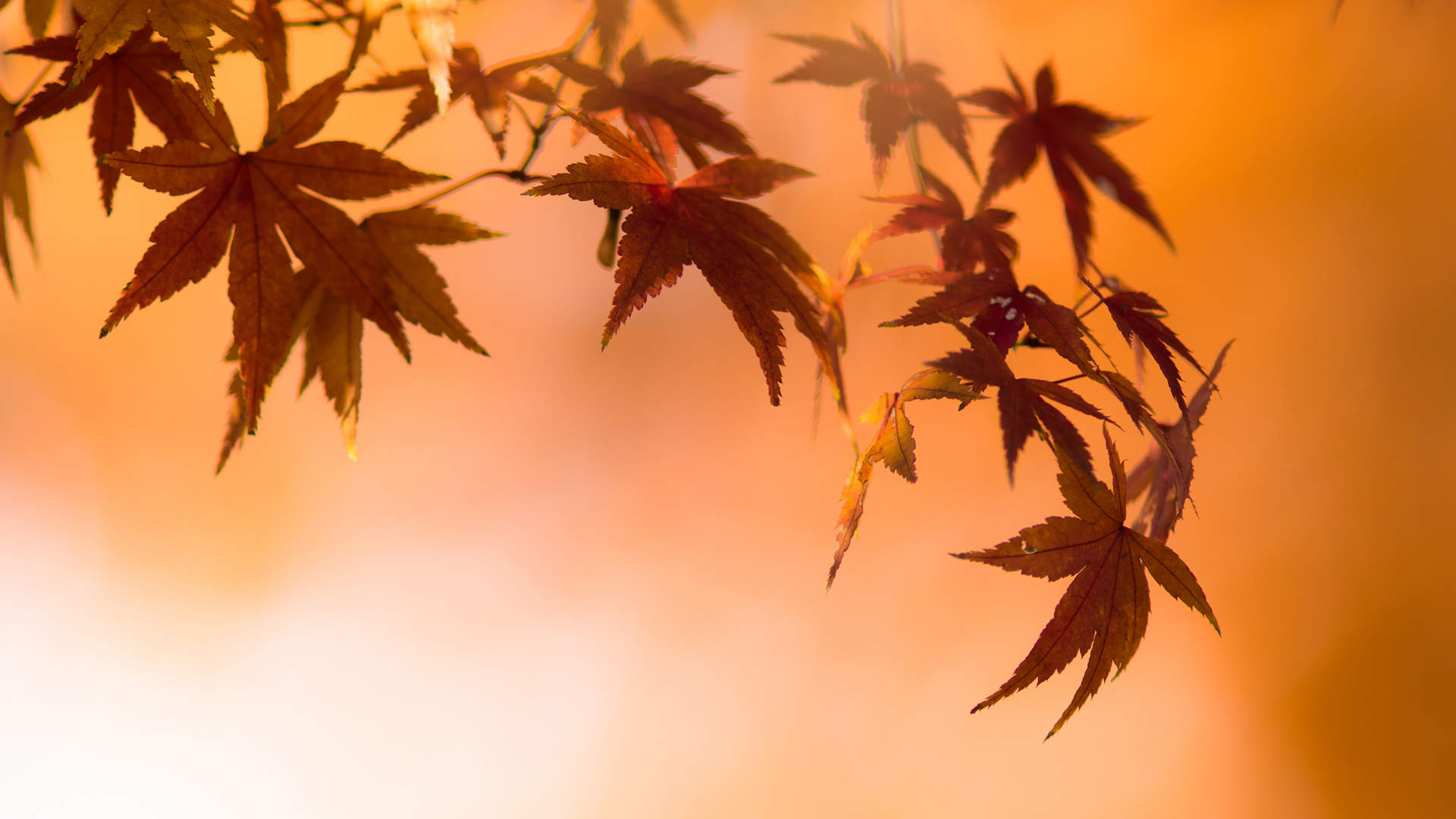 2017年10月护眼绿色植物树叶摄影高清日历壁纸图片