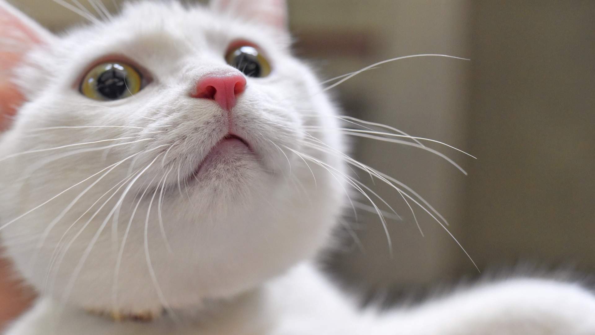 可爱卡通小猫咪高清图片手机壁纸图片