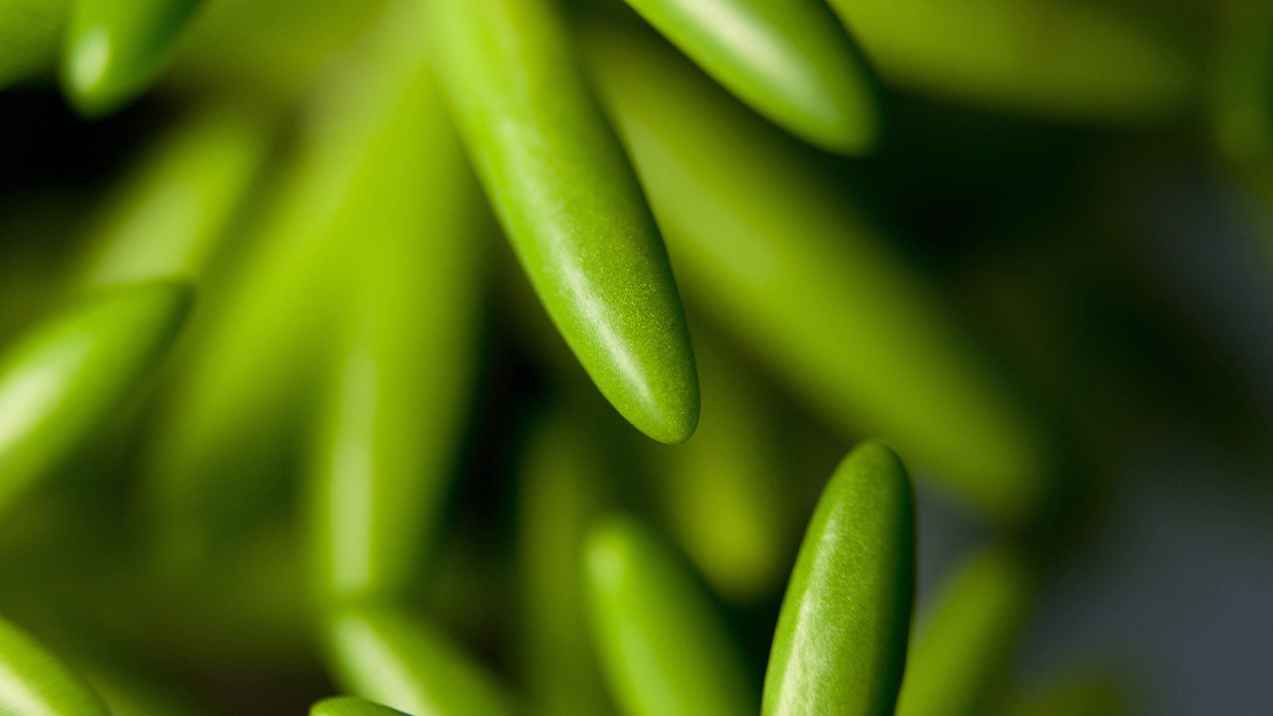 笨笨鼠2020春天多肉植物唯美鼠年手机壁纸图片