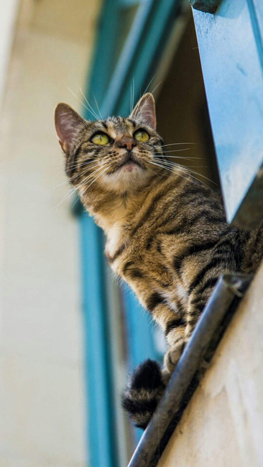 小猫图片