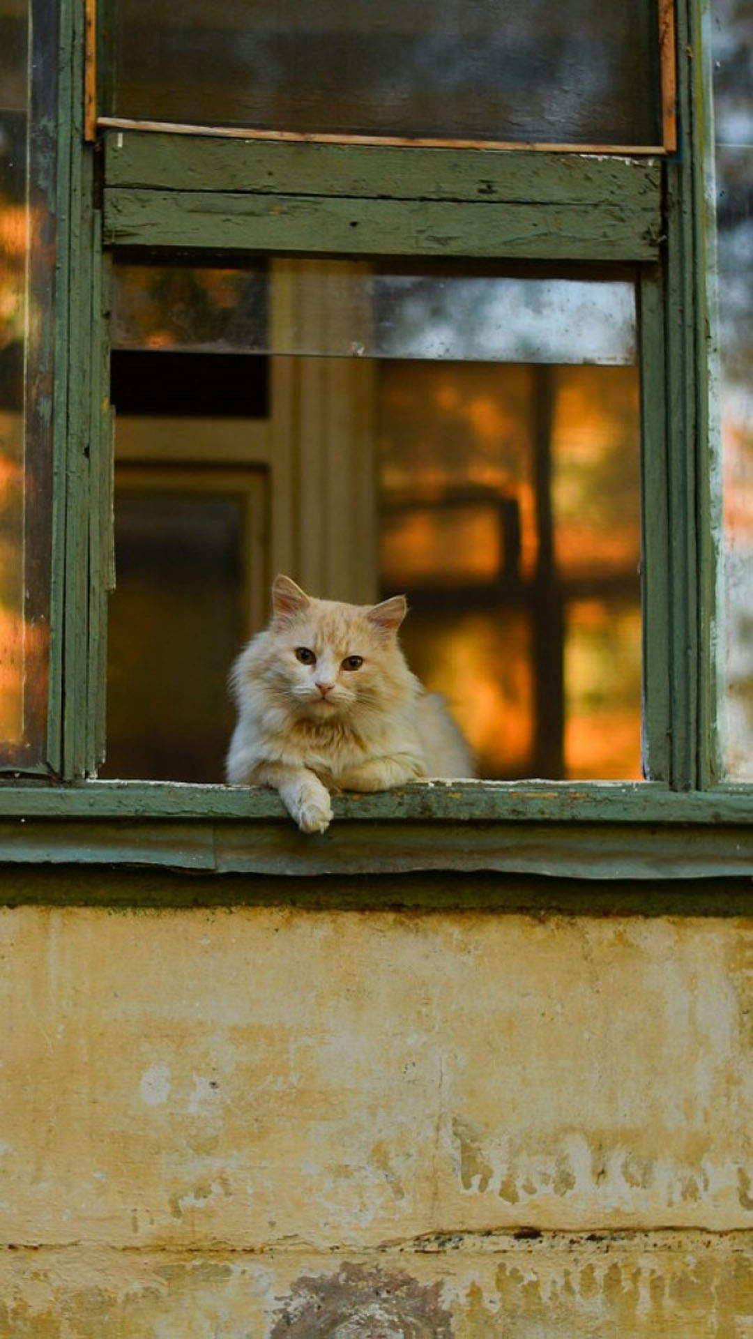小猫图片