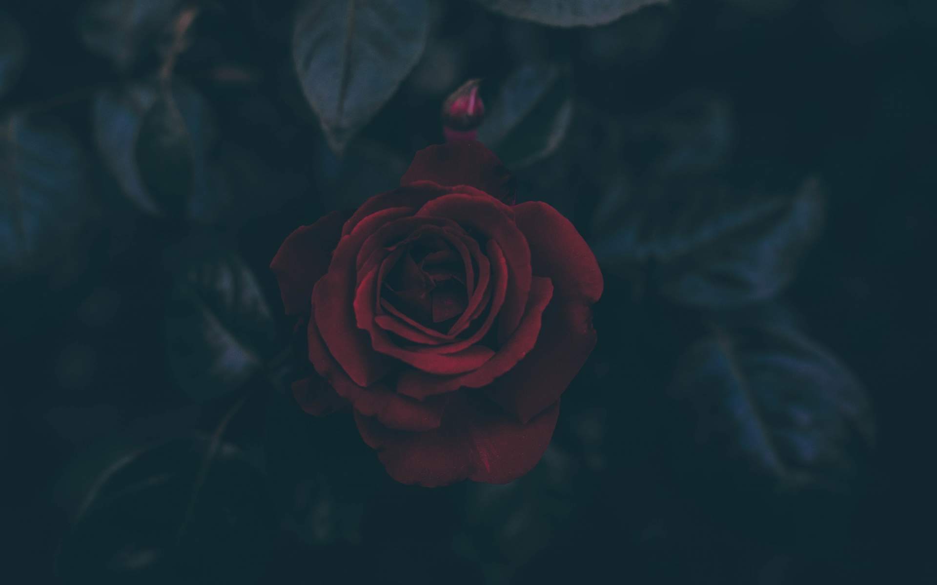 玫瑰花图片