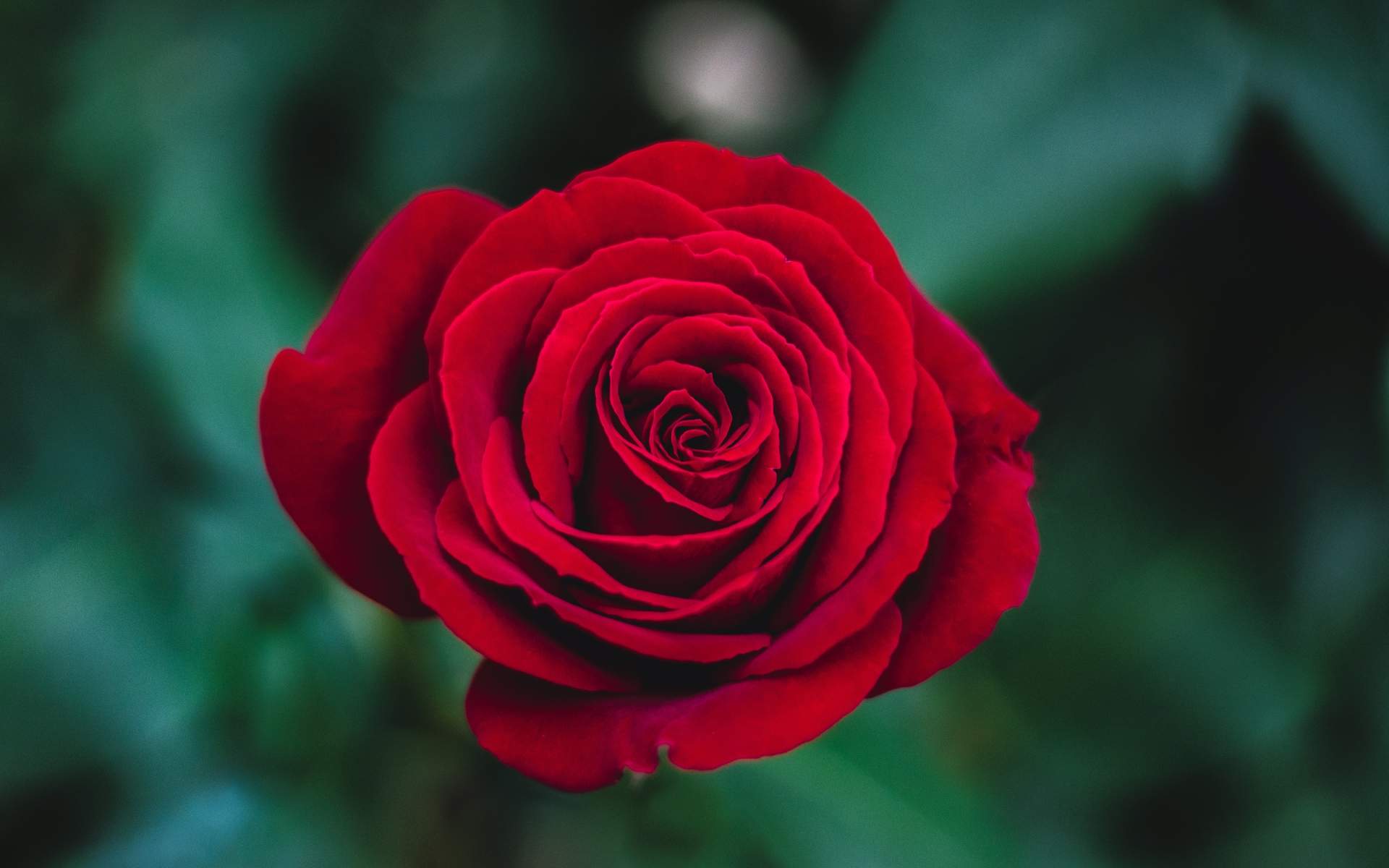 玫瑰花图片