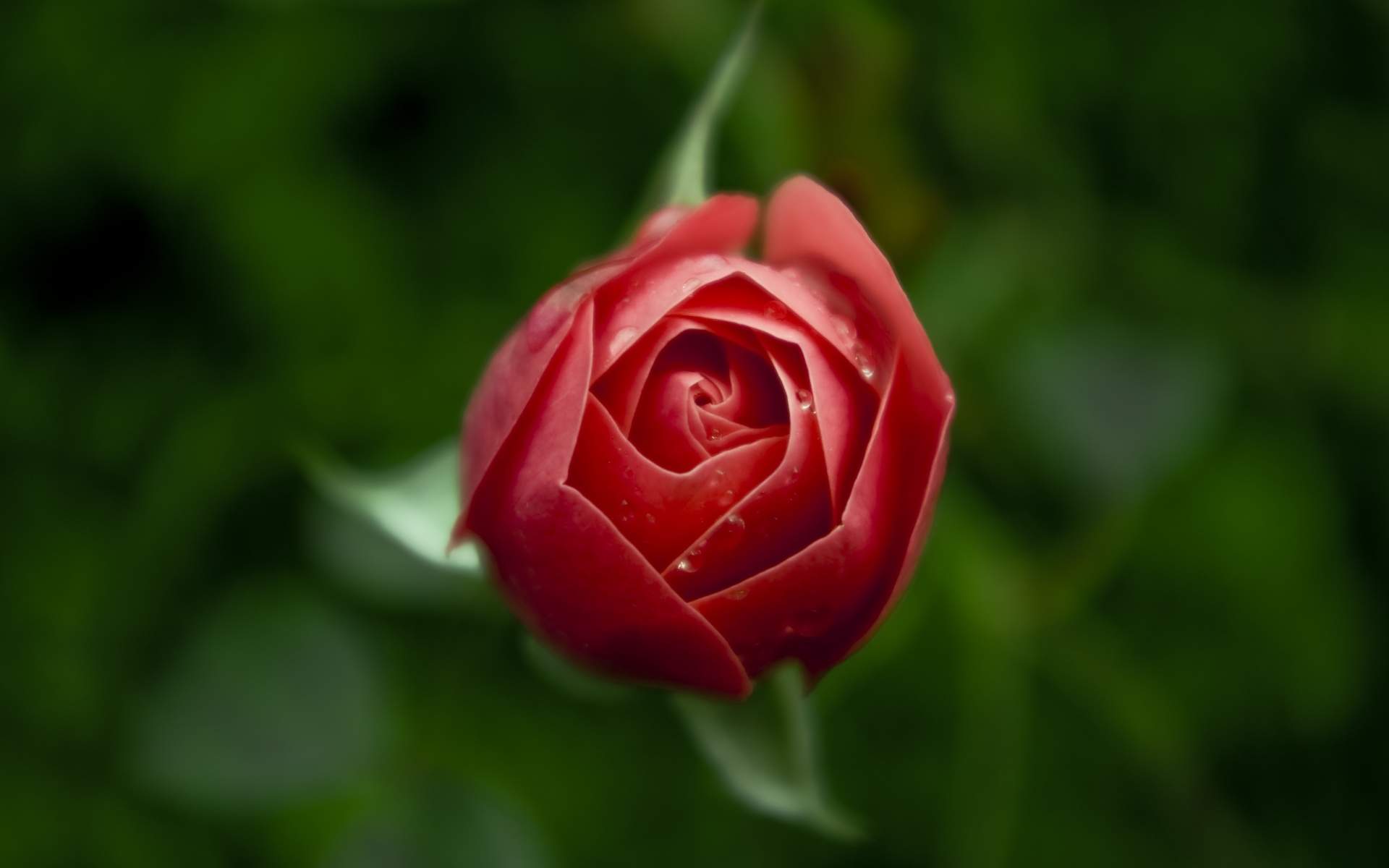红玫瑰高清唯美花卉植物图片壁纸图片