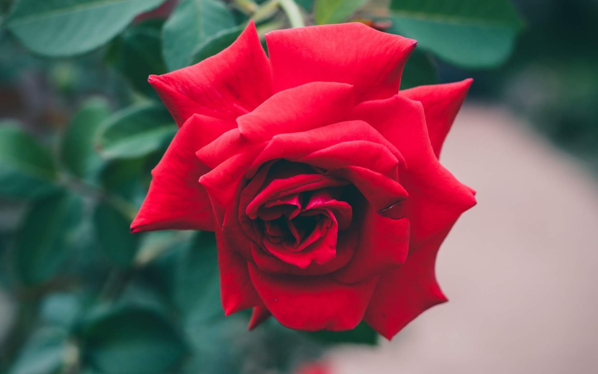 玫瑰花图片