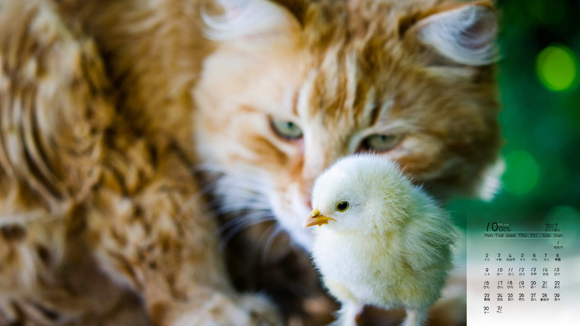 可爱黑猫高清动物图片合集宽屏电脑桌面壁纸下载第一辑图片