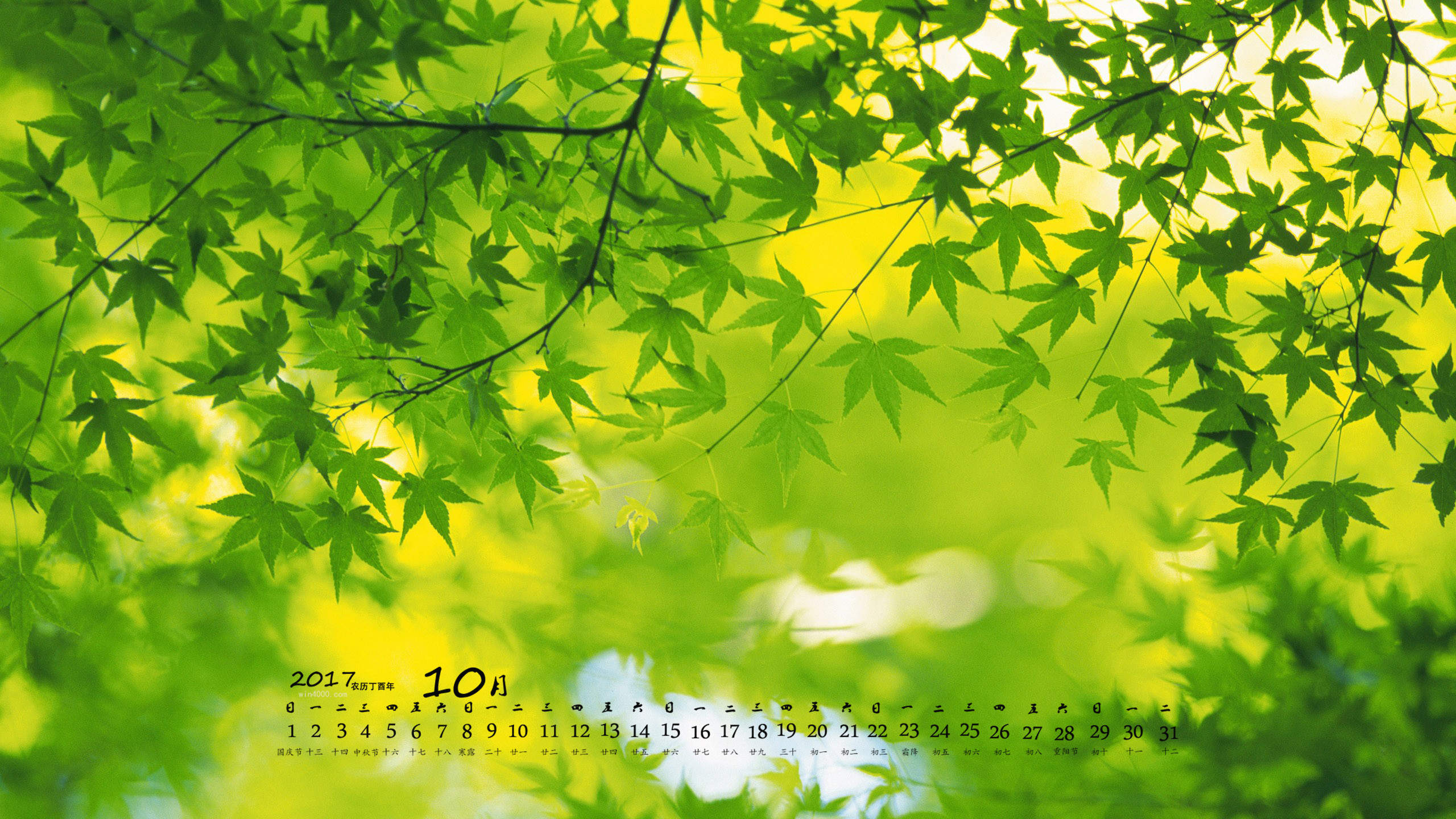 2017年10月护眼绿色植物树叶摄影高清日历壁纸图片