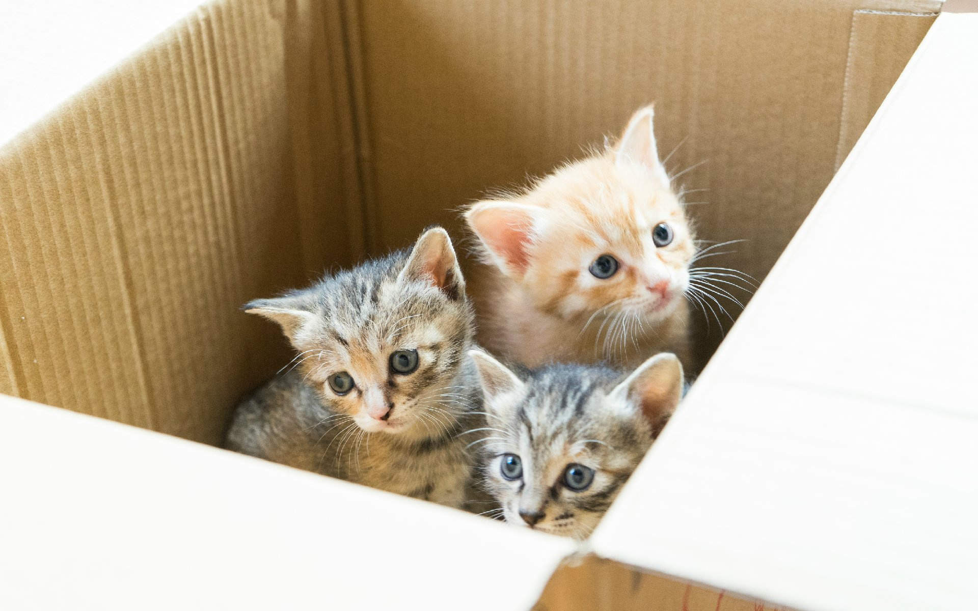 高清超可爱萌宠小奶猫呆萌高清图片桌面壁纸图片