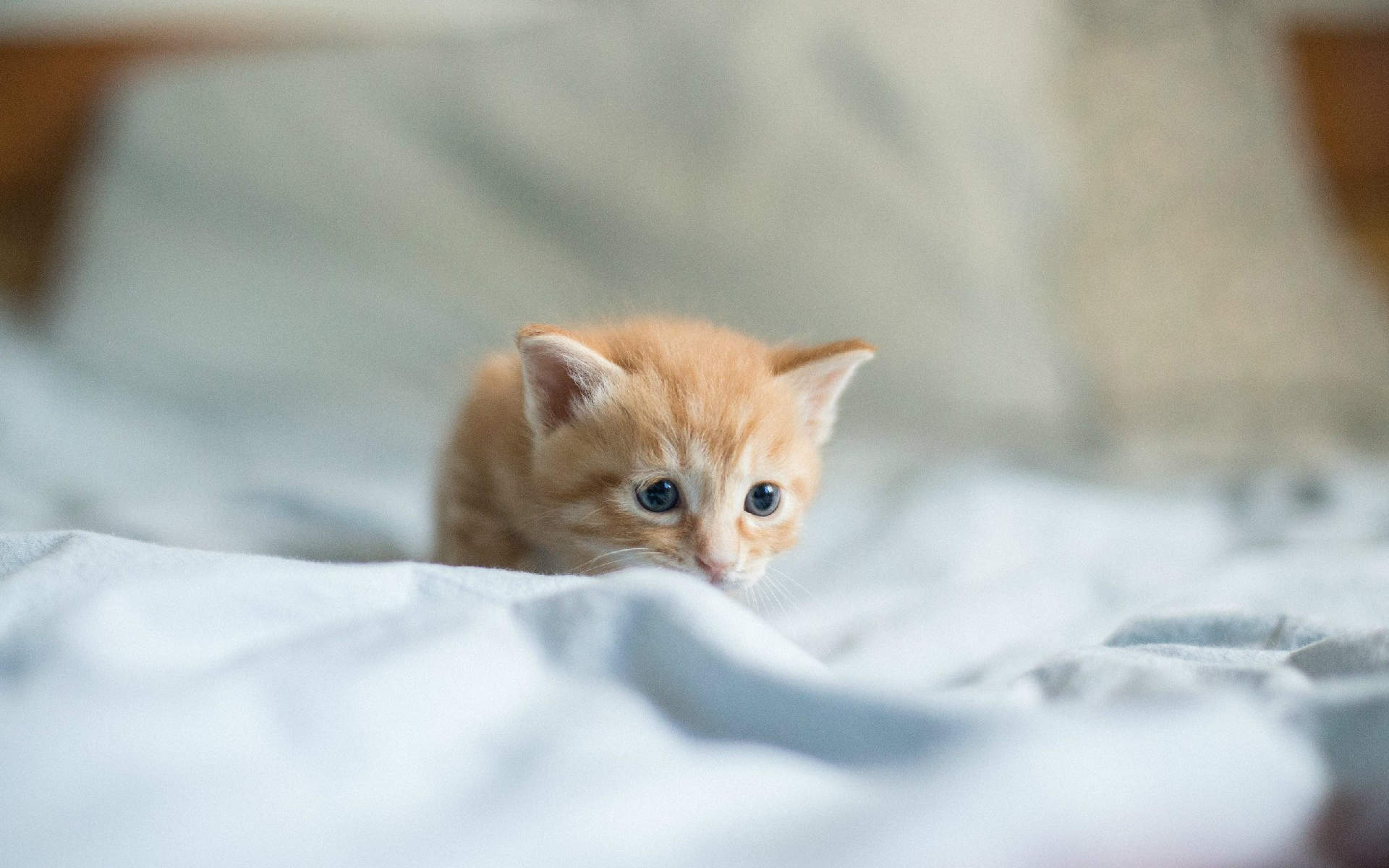 高清超可爱萌宠小奶猫高清电脑桌面壁纸(三)图片