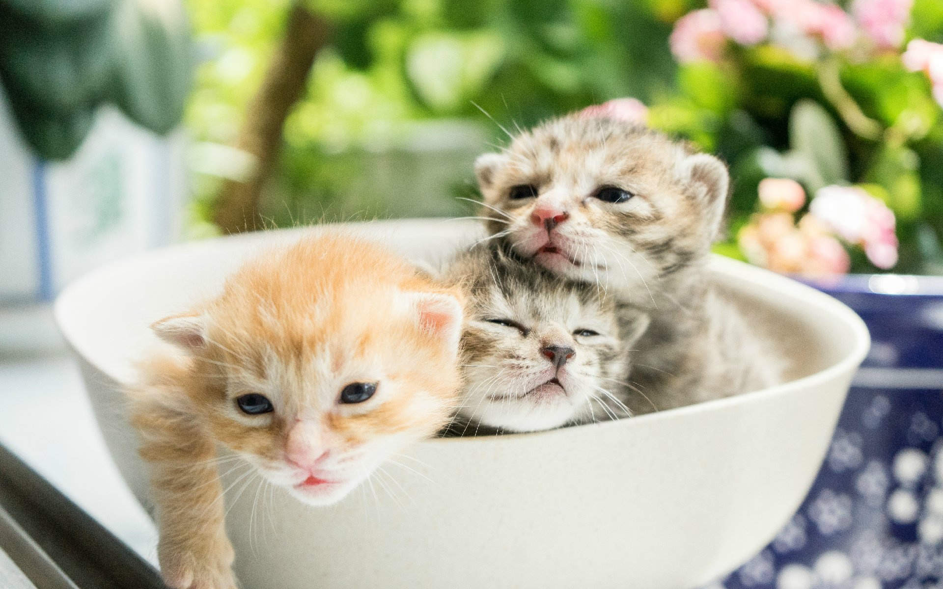 高清超可爱萌宠小奶猫高清电脑桌面壁纸(三)图片