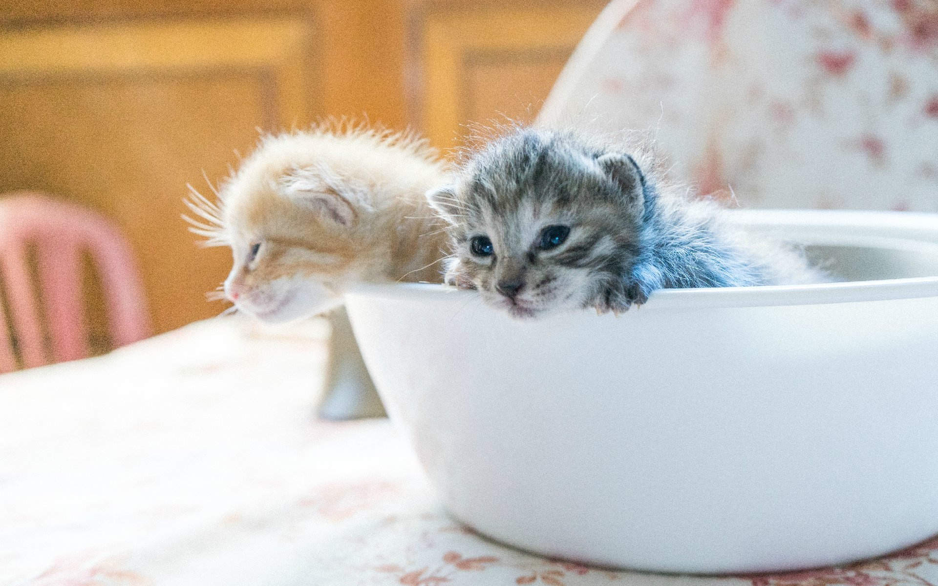 高清超可爱萌宠小奶猫图片高清电脑壁纸图片