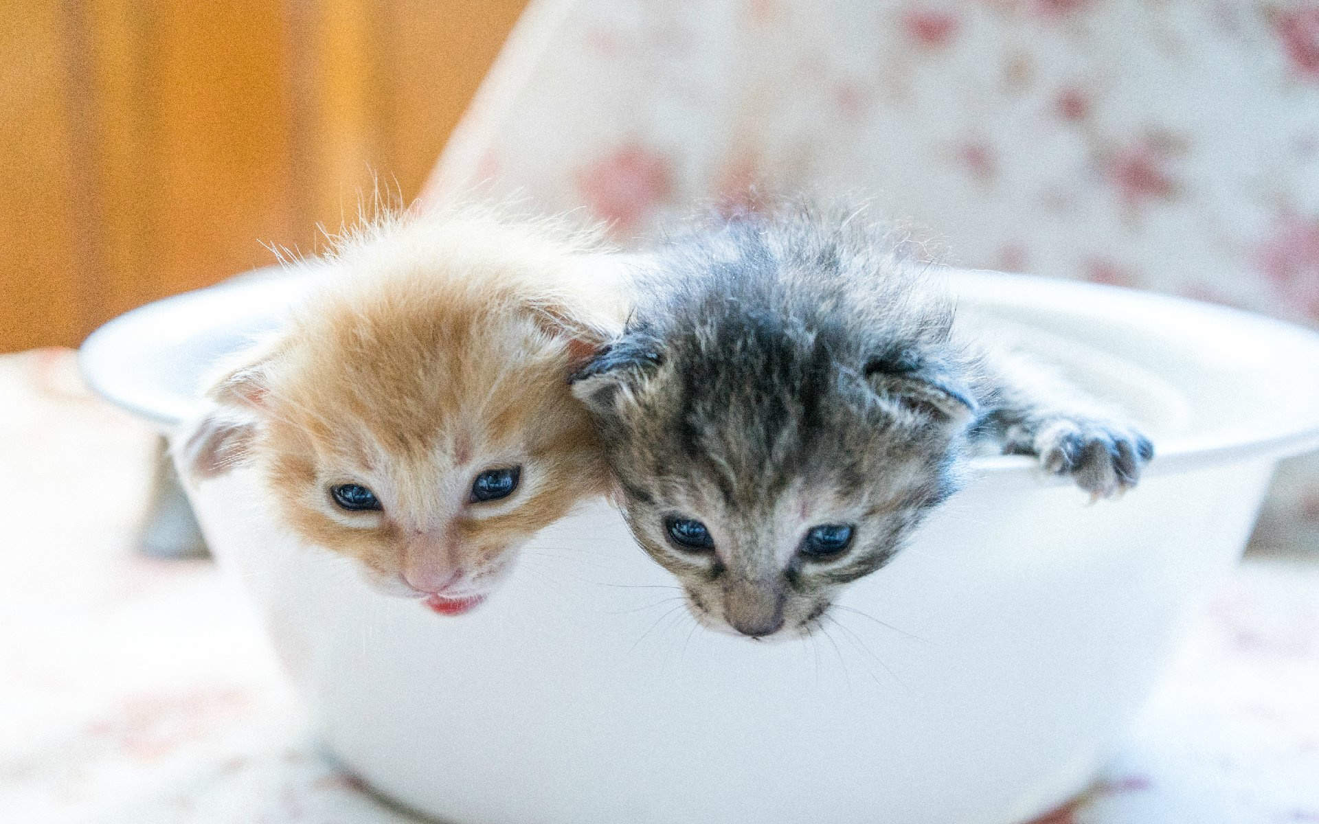 高清超可爱萌宠小奶猫图片高清电脑壁纸图片