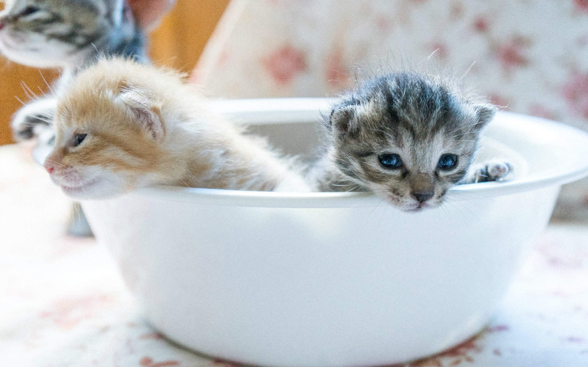 高清超可爱萌宠小奶猫图片高清电脑壁纸图片