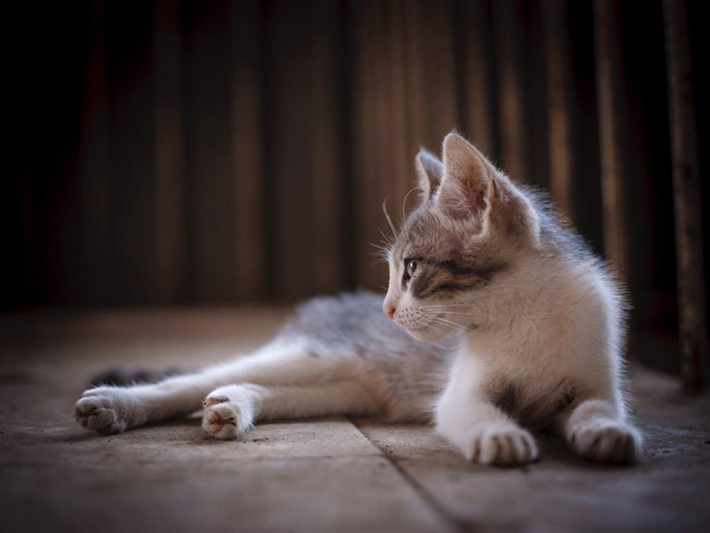 高清超可爱萌宠粉嫩的小奶猫高清手机壁纸图片