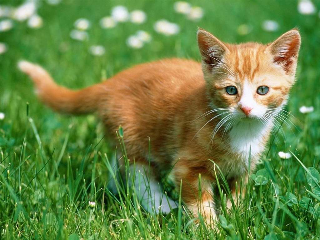 高清超可爱萌宠小奶猫图片高清电脑壁纸图片