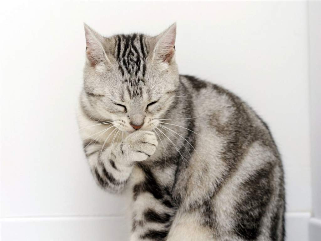 高清超可爱萌宠小奶猫图片高清电脑壁纸图片