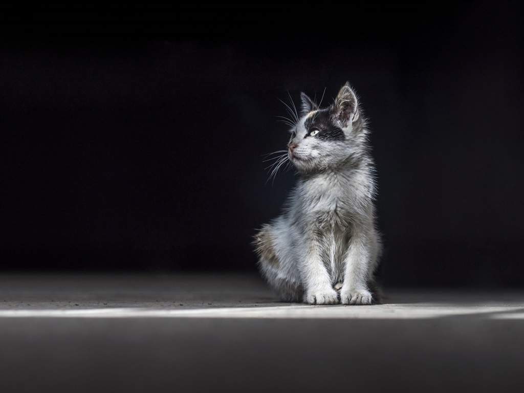 高清超可爱萌宠小奶猫图片高清电脑壁纸图片